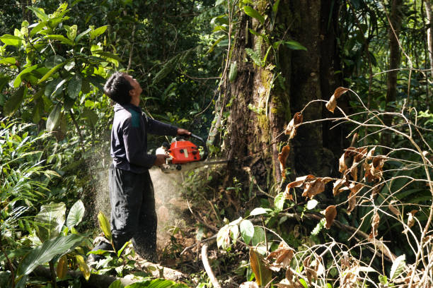 Professional Tree Care Services in Fruitland, IA